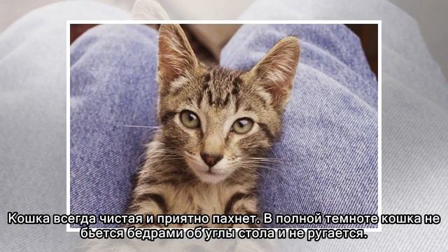 Почему кошка лучше жены смотреть онлайн