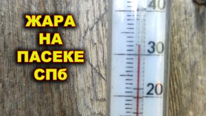 Жара на пасеке. Спб. Первые привесы.