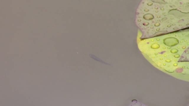 14_11_2018_СОЧИ_УГОЛОК ФИТОФАНТАЗИЯ.mp4 смотреть онлайн