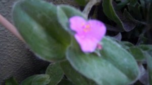 Tradescantia Sillamontana (White Gossamer)