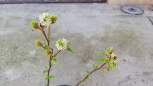 Фотергилла средняя (Fothergilla intermedia)