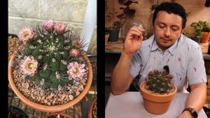 Gymnocalycium Saglionis : Show me the Green episode 11