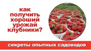 7 секретов большого урожая клубники.