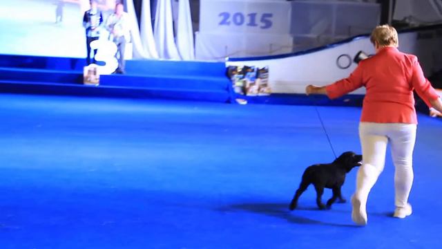 Международная выставка собак «Азия Виннер 2018». Часть 11 смотреть онлайн