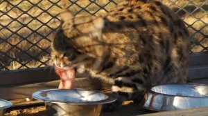 The Black-footed Cat: Africa's Smallest Wild Cat