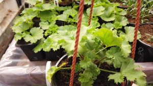 Заставляем Пеларгонию давать ПОБЕГИ в НУЖНОМ МЕСТЕ.