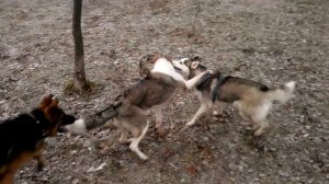 Собачья тусовка в Соломенском парке