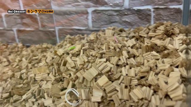 ハムスターケージ掃除前の様子を観察【キンクマハムスター観察】英語字幕付き