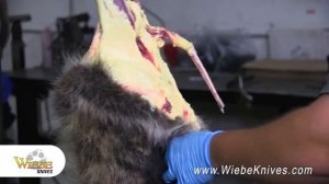 Wiebe Knives - Product Spotlight - Wiebe Knives, how to skin a raccoon