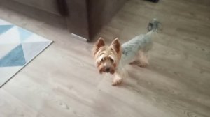 Валим на гелике