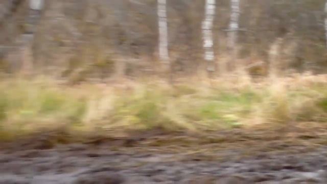 Куролесье осень 2011 смотреть онлайн