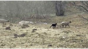 КФХ Х. ИДИЯТУЛЛИНА