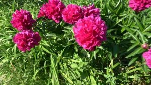 Пион Дикси - Franklin A.B., 1931