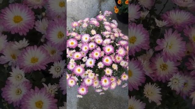 Как часто поливать хризантему мультифлору смотреть онлайн