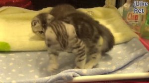 5 самых добрых пород кошек на ilikepet