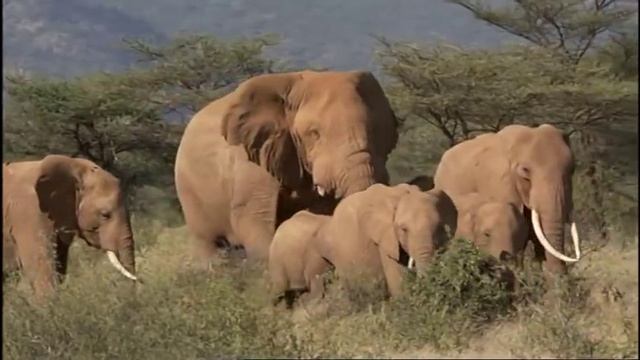 Mating in Elephants Part 2 смотреть онлайн