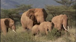 Mating in Elephants Part 2