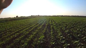 Обработка Подсолнечника Евролайтингом /Спасаем Подсолнечник от Сорняков /Стало на Погоду УРА...)