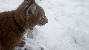 Василиса. Восточно сибирская рысь. Прогулка. Снег.