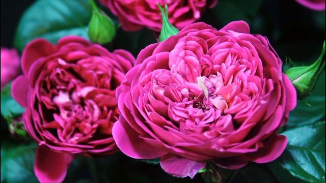 Timelapse Rose 4К.Princess Anne. Как распускается роза Принцесса Анна. смотреть онлайн