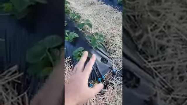 Высокие грядки, солома и капельный полив клубники. смотреть онлайн