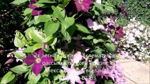 Клематисы Данута и Грюнвальд. Заказ саженцев на весну 2020.