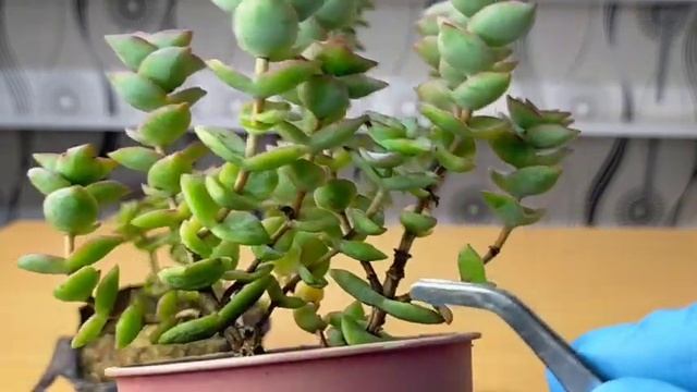 24 String of Buttons Crassula Perforata || Bbq succulent Care Guide | 다육식물 多肉植物 Suculentas смотреть онлайн