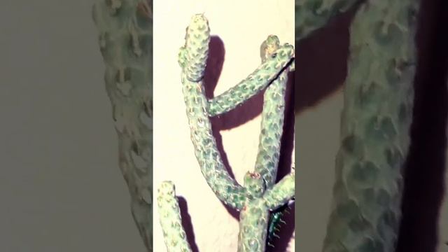 #cactus #shortvideo #short #rareplants #rareplants #shortsvideo #rareplants #love