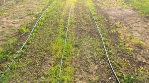 Капельный полив РЕАЛЬНЫЕ ЦЕНЫ!  Делаем полив !Сад и огород