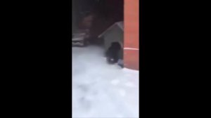 Собака издевается над котом) Тащит его в конуру!