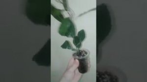 Цитрус макрофила (подвой для цитрусовых) / Citrus macrophylla (rootstock) / portainjerto