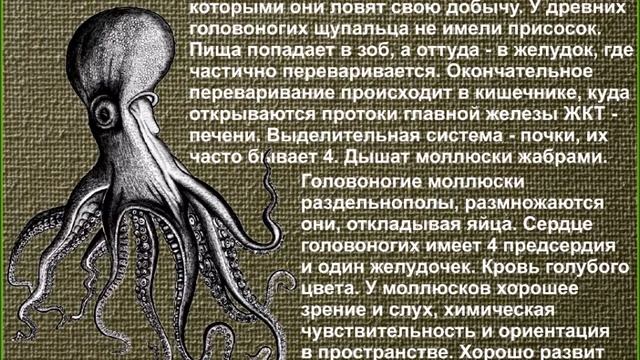 Аммониты: находки Миши Пережогина смотреть онлайн