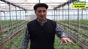 Стимуляция корневой системы на огурце - залог хороших урожаев!