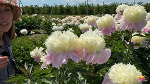Пион TOUCH OF CLASS. Открытие цветочного сезона 2020/21 / Сад Ворошиловой