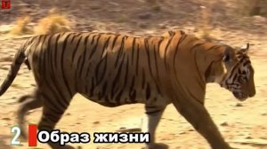 ЛЕВ ПРОТИВ ТИГРА | СРАВНЕНИЕ | КТО ПОБЕДИТ???
