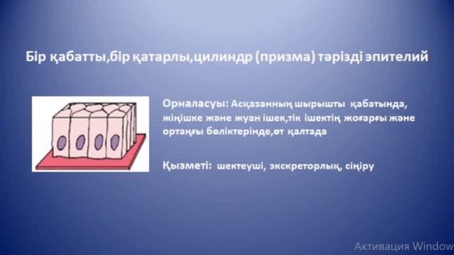 Эпителий жасушалары смотреть онлайн