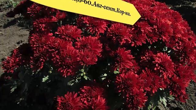 Хризантема почтой России на весну 2018 г.Укоренённые черенки хризантемы. смотреть онлайн