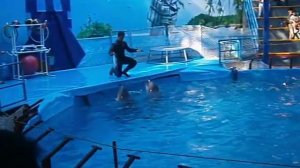 Дельфины просто бегают по воде.Футболисты РФ курят в сторонке!