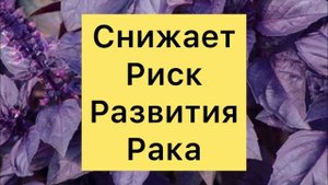 Чем Полезен Базилик?
