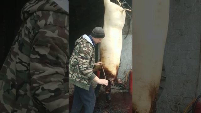 свинья на лебедке. проще, легче, чище и быстрее чем на полу смотреть онлайн