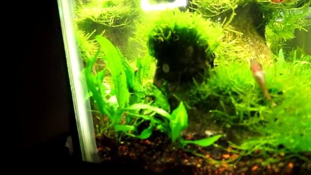 Java Tank Before смотреть онлайн