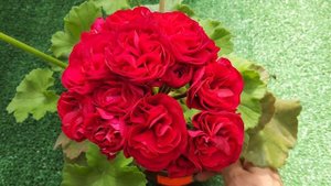 #574. Первое цветение суперновинки ТА Амазонка!?