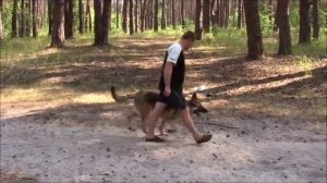 Дрессировка щенка немецкой овчарки (7 месяцев).wmv