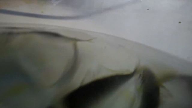 Рыбалка на море Экскурсия Крым Коктебель HD GoPro