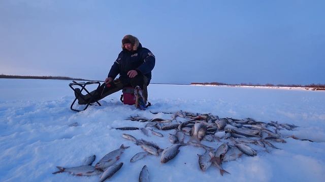 Клёвая зимняя рыбалка на Печоре. Вечерняя зорька