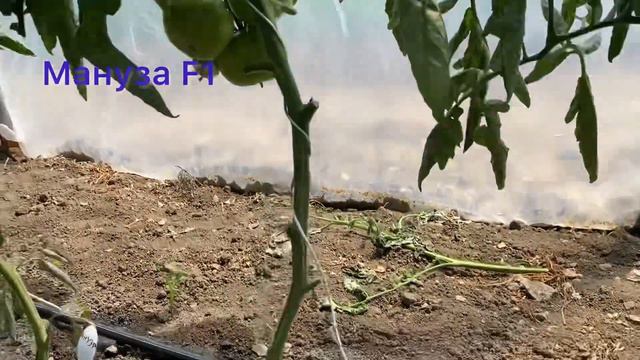 Обзор томатов в теплице смотреть онлайн