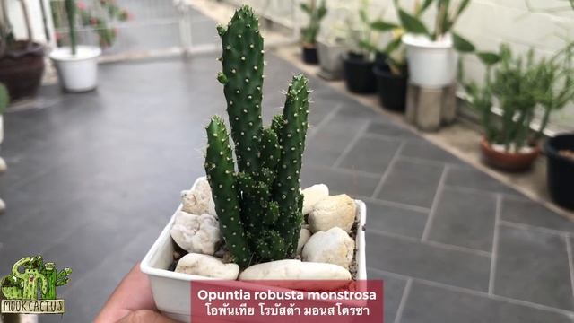 กระบองเพชร กลางแจ้ง Opuntia robusta monstrosa โอพันเทีย โรบัสต้า มอนสโตรซา| MookCactus смотреть онлайн