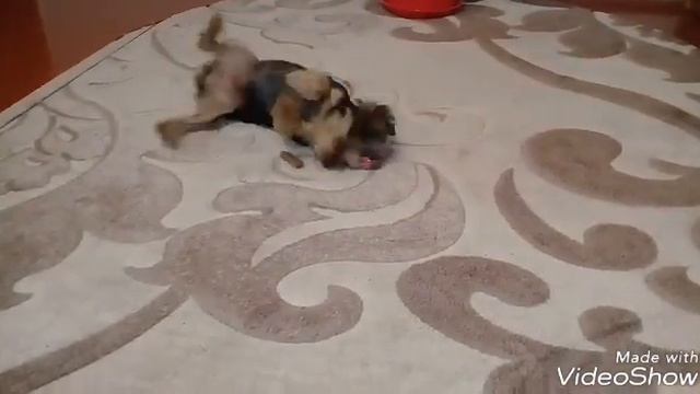 Один день з життя йорка)🐶🐩 смотреть онлайн