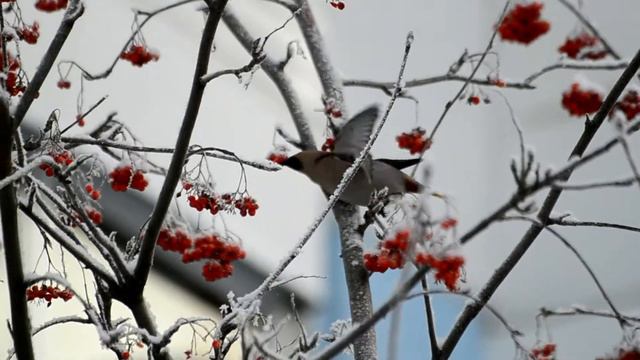 сверистели смотреть онлайн