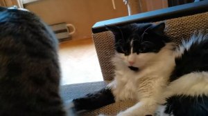 Два кота в доме. Стоит  ли заводить второго кота?